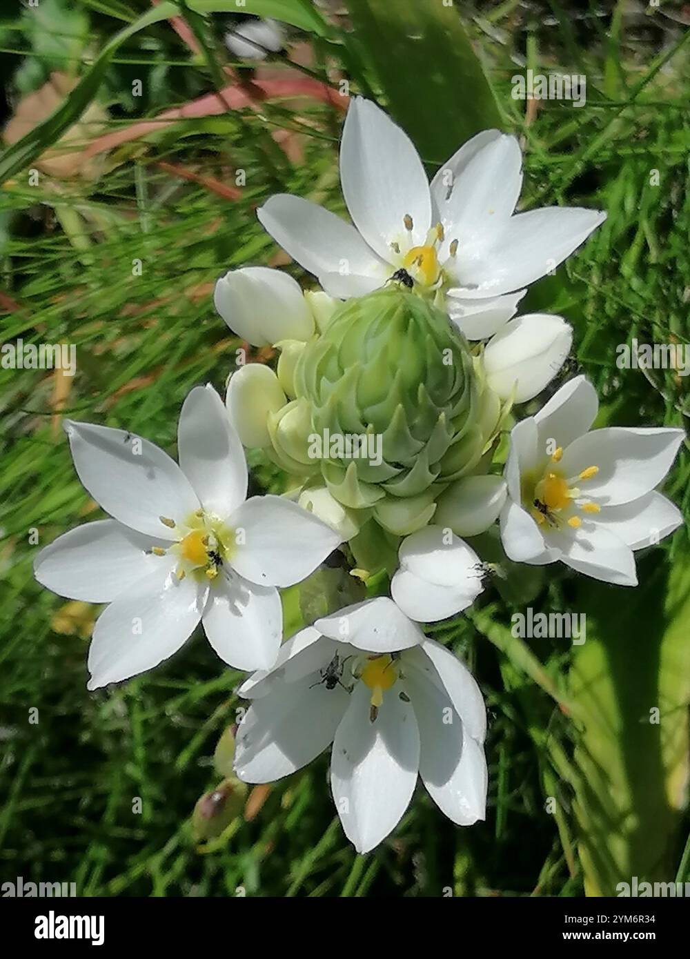 ornithogalum-thyrsoides-chincherinchee-hi-res-stock-photography-and