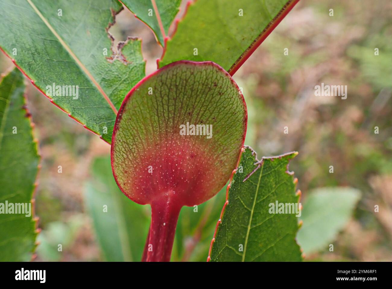 butterspoon tree (Cunonia capensis Stock Photo - Alamy