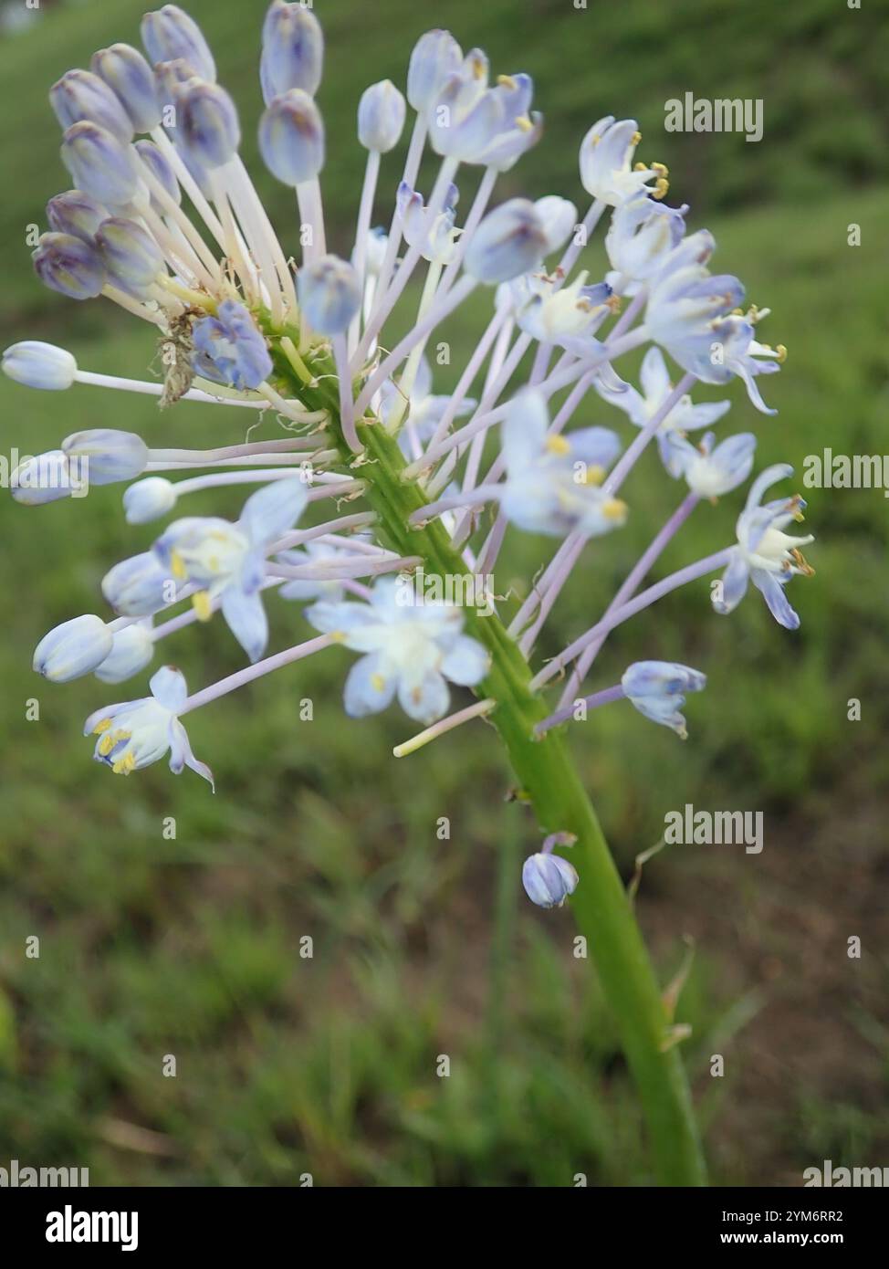 20 Semi Di Merwilla Plumbea (Scilla Natalensis) – Blue Lily Of The Mountain – Pianta Rara