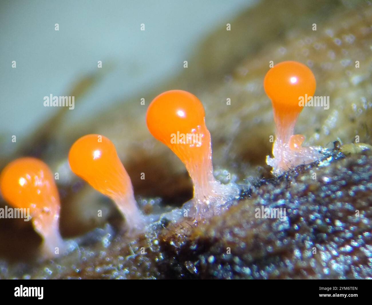 Crateriformis hi-res stock photography and images - Alamy