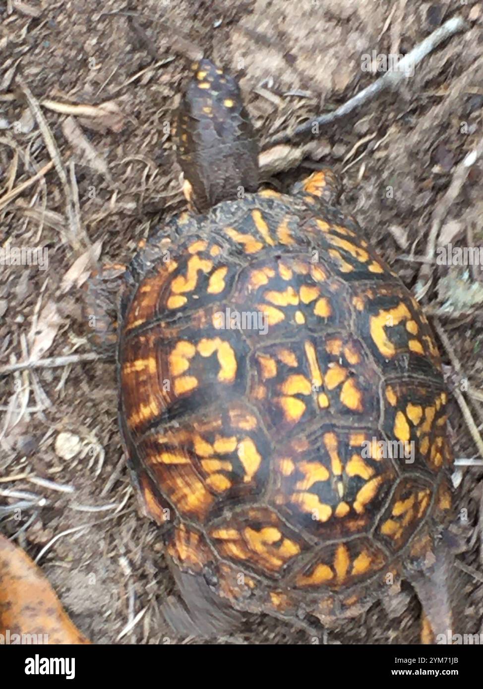 Eastern Box Turtle (Terrapene carolina carolina Stock Photo - Alamy