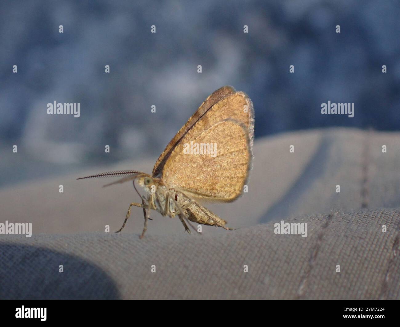 Flying Geometer Moth Geometer Moths (Geometridae Stock Photo - Alamy