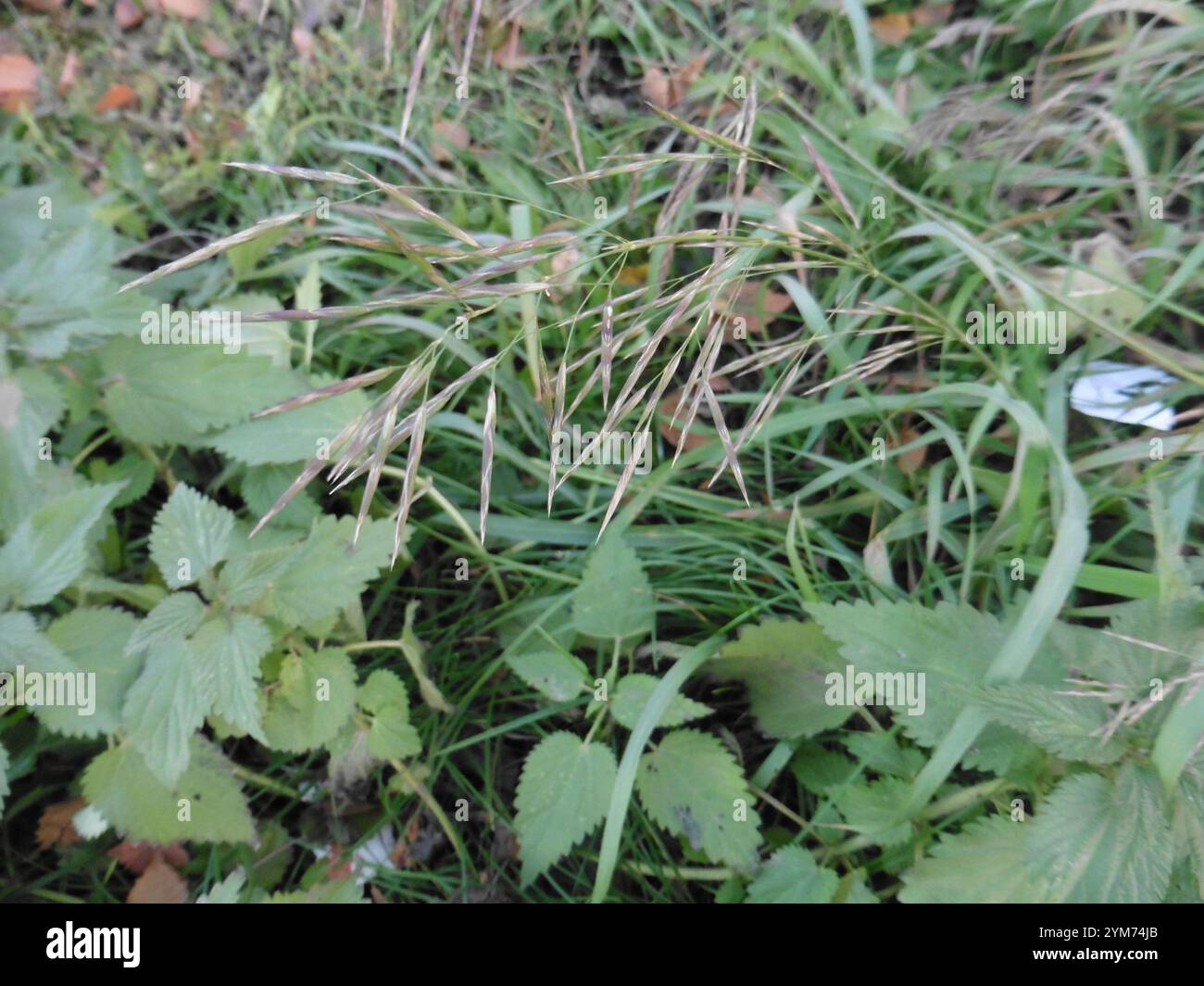 Smooth Brome (Bromus inermis Stock Photo - Alamy