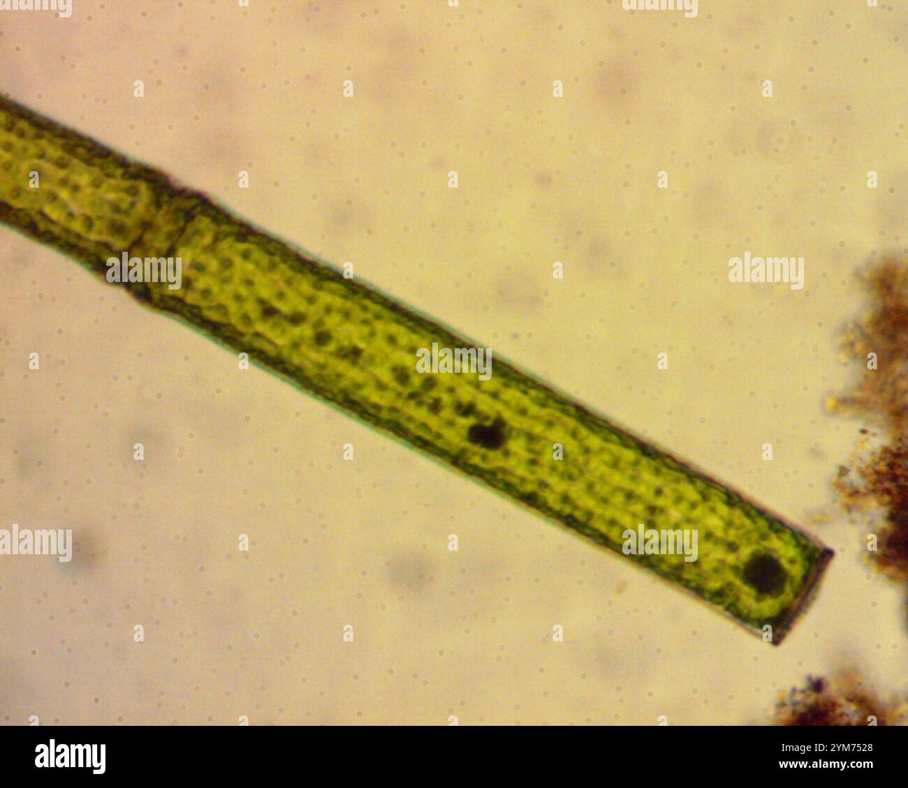 (Pleurotaenium trabecula) Stock Photo