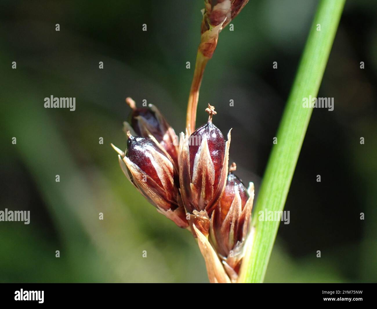 Rushes and Allies (Juncaceae Stock Photo - Alamy