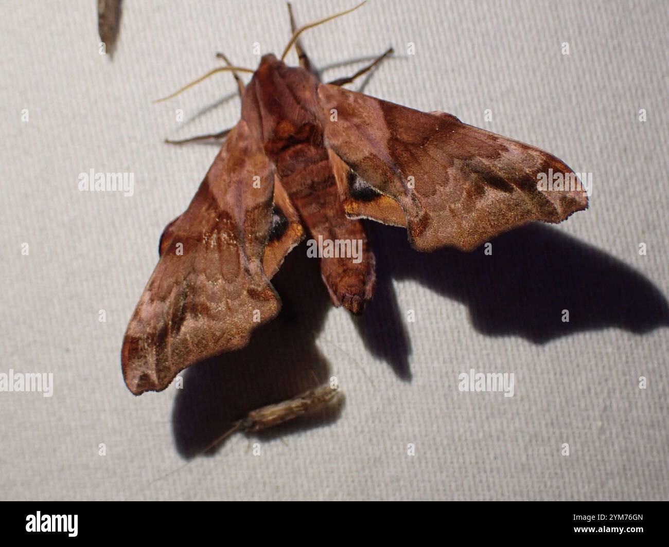 Small-eyed Sphinx (Paonias myops Stock Photo - Alamy