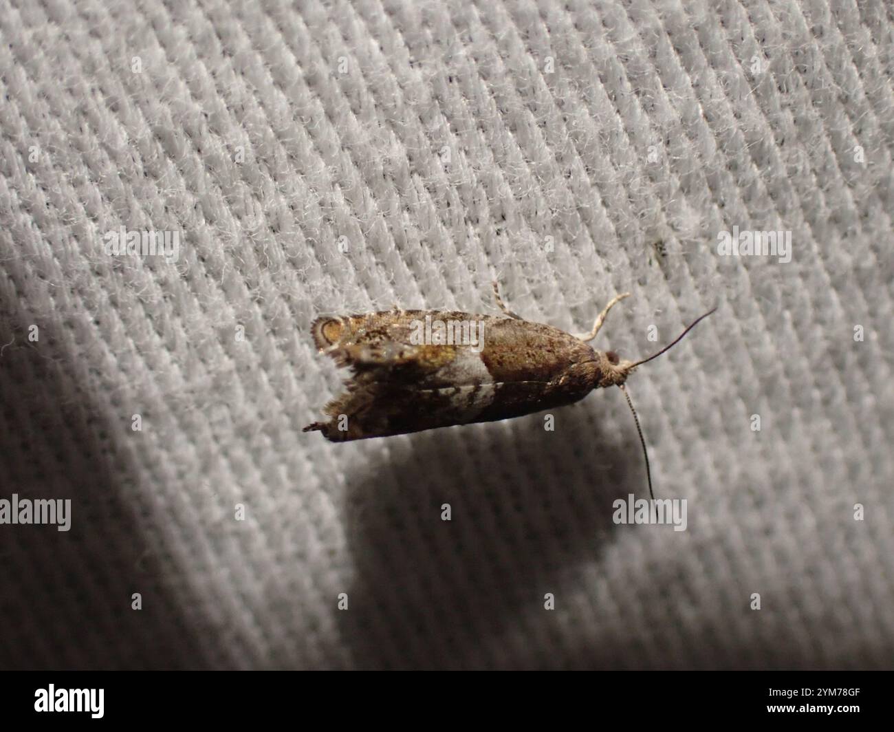 Walker's Epinotia Moth (Epinotia transmissana Stock Photo - Alamy