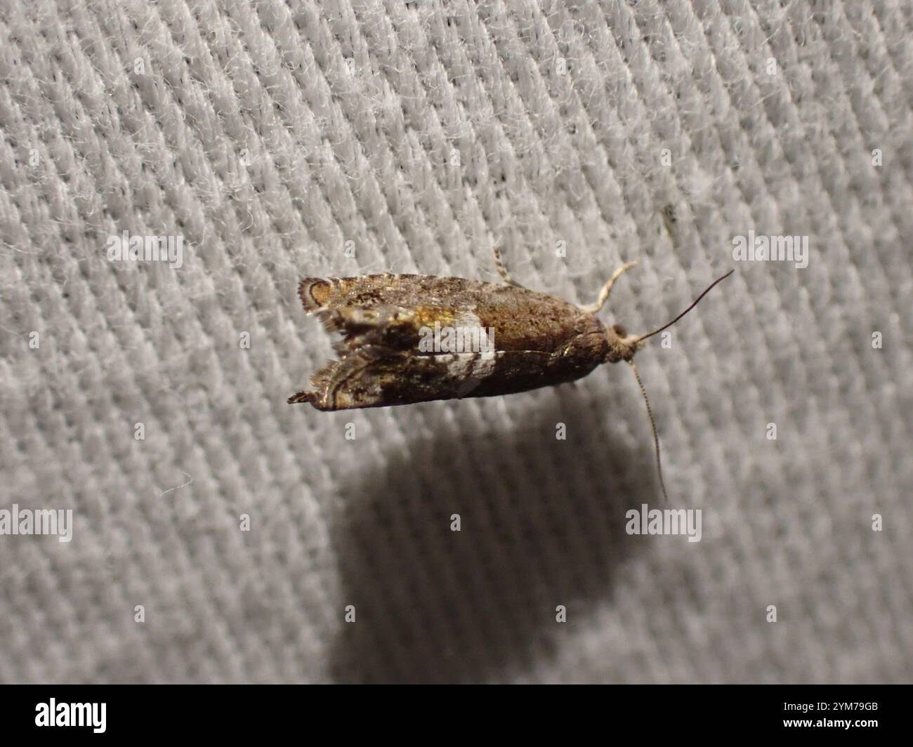 Walker's Epinotia Moth (Epinotia transmissana Stock Photo - Alamy