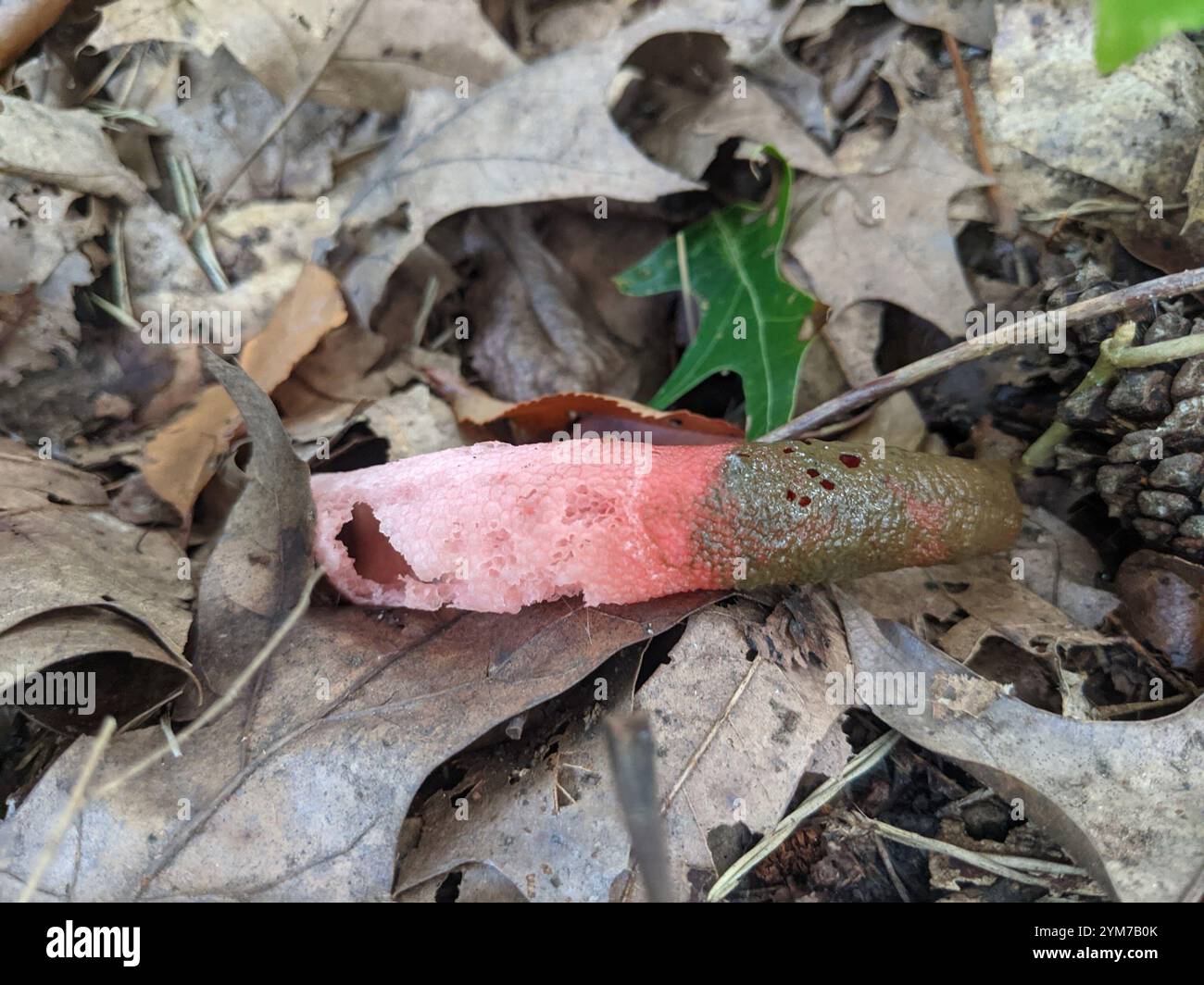 devil's dipstick (Mutinus elegans Stock Photo - Alamy