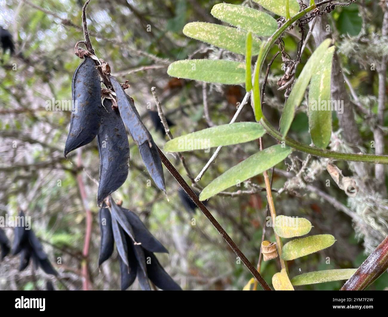 giant vetch (Vicia gigantea Stock Photo - Alamy