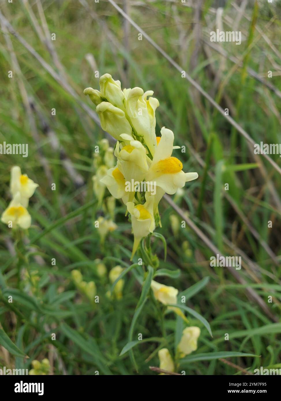 Toad Fls common toadflax (Linaria vulgaris Stock Photo - Alamy