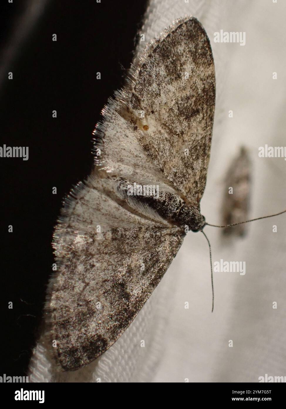 Flying Geometer Moth Geometer Moths (Geometridae Stock Photo - Alamy