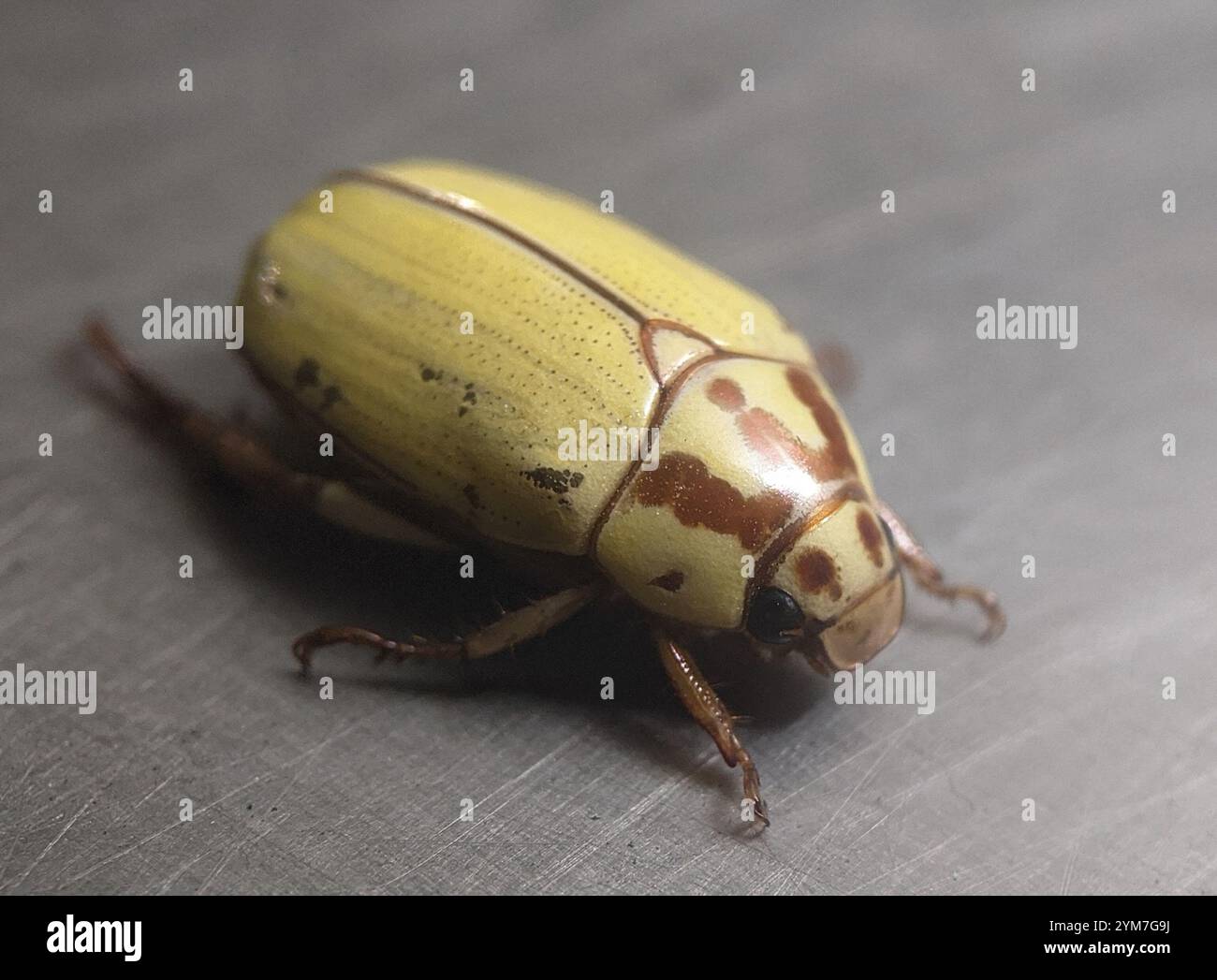 Inscripta hi-res stock photography and images - Alamy