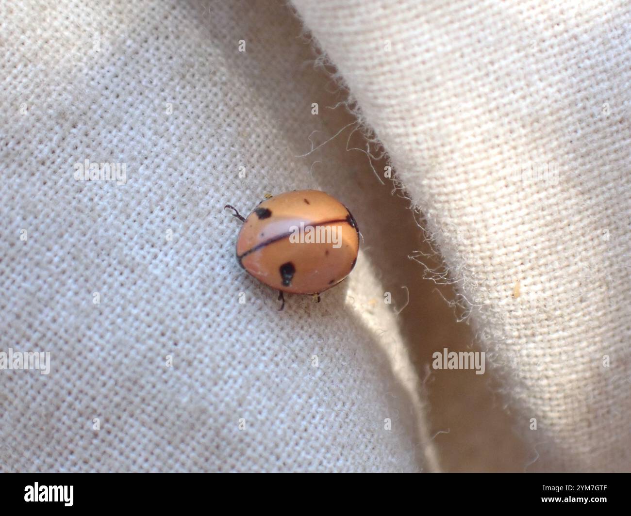 Nine-spotted Lady Beetle (Coccinella novemnotata) Stock Photo