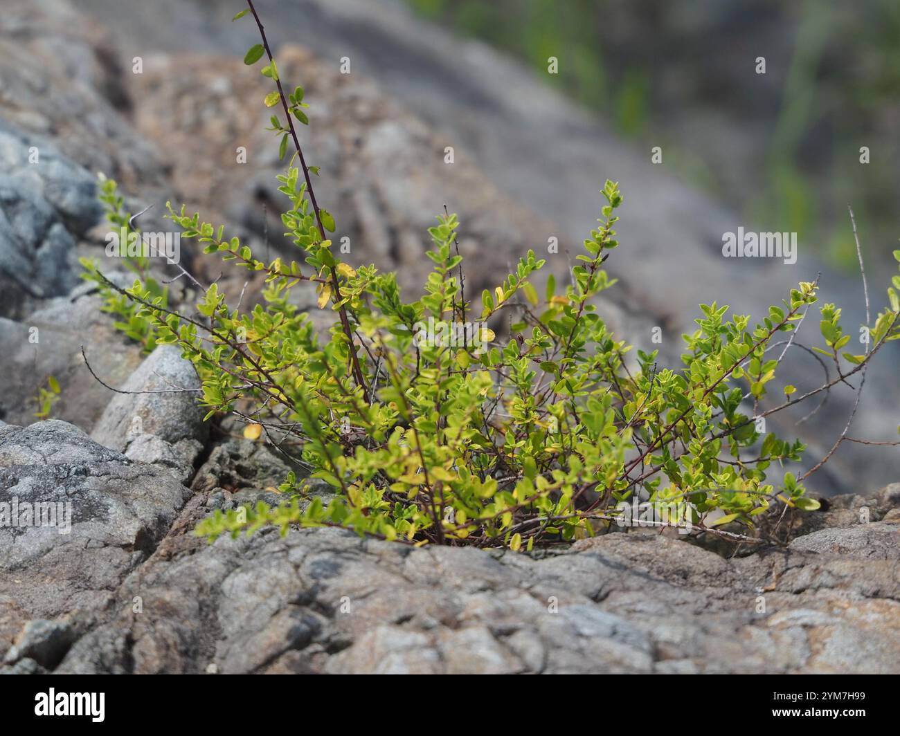 Lineate Supplejack (Berchemia lineata Stock Photo - Alamy