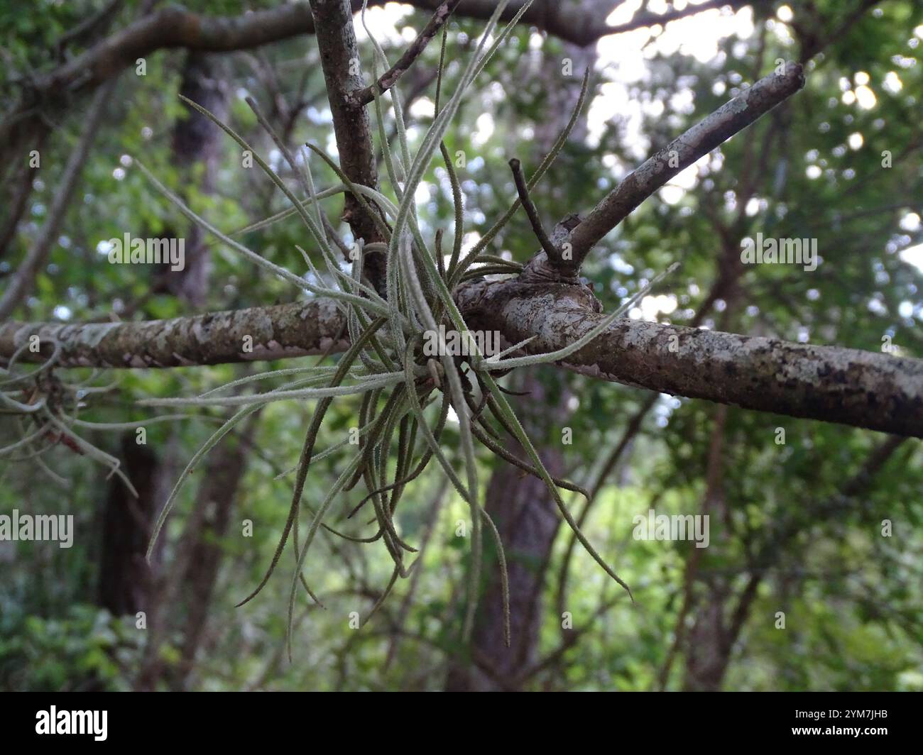 Ballmoss tillandsia recurvata hi-res stock photography and images - Alamy