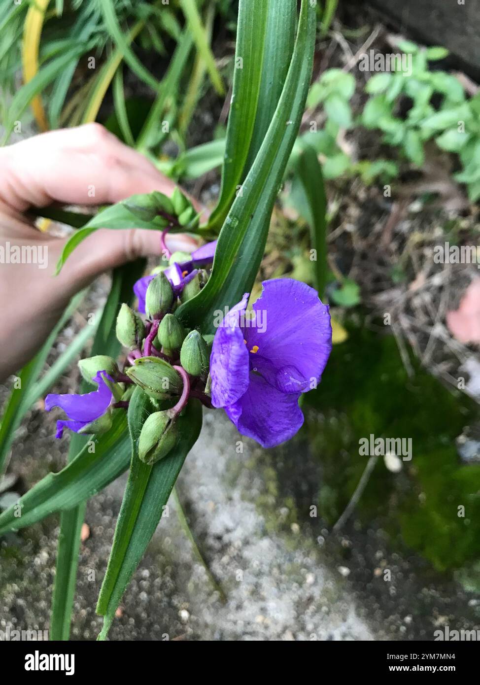 Ohiensis Do Tradescantia, Conhecido Geralmente Como O Bluejacket Ou O Spiderwort De Ohio Foto De