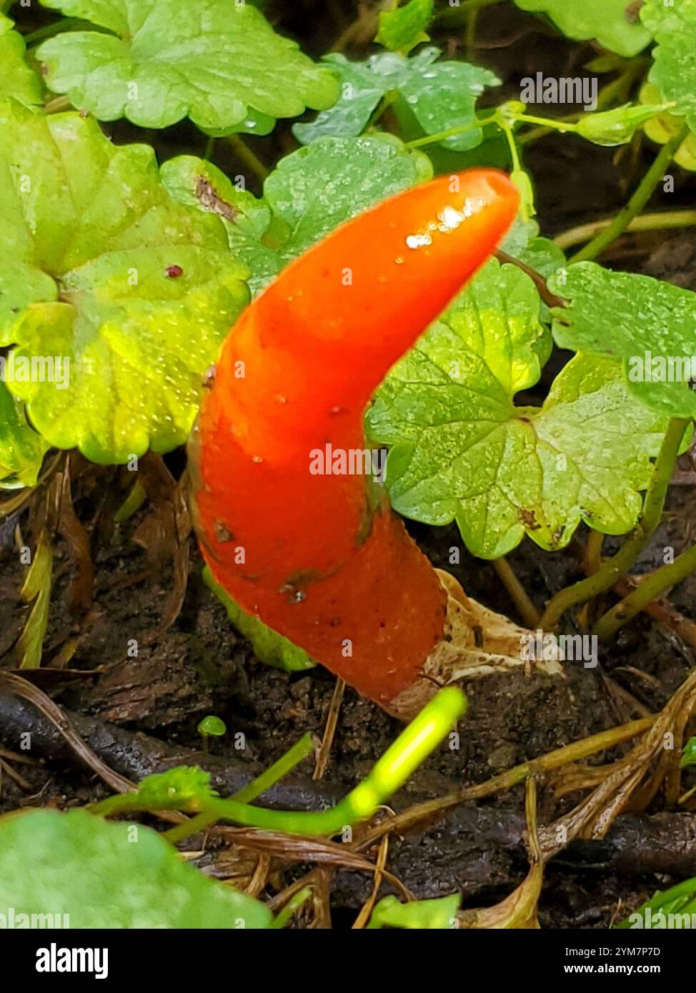devil's dipstick (Mutinus elegans Stock Photo - Alamy