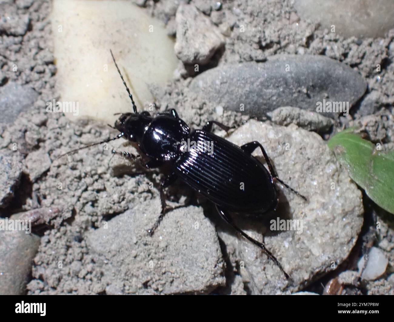 Clock Insect Blackclock Ground Beetles (Pterostichus Stock Photo - Alamy