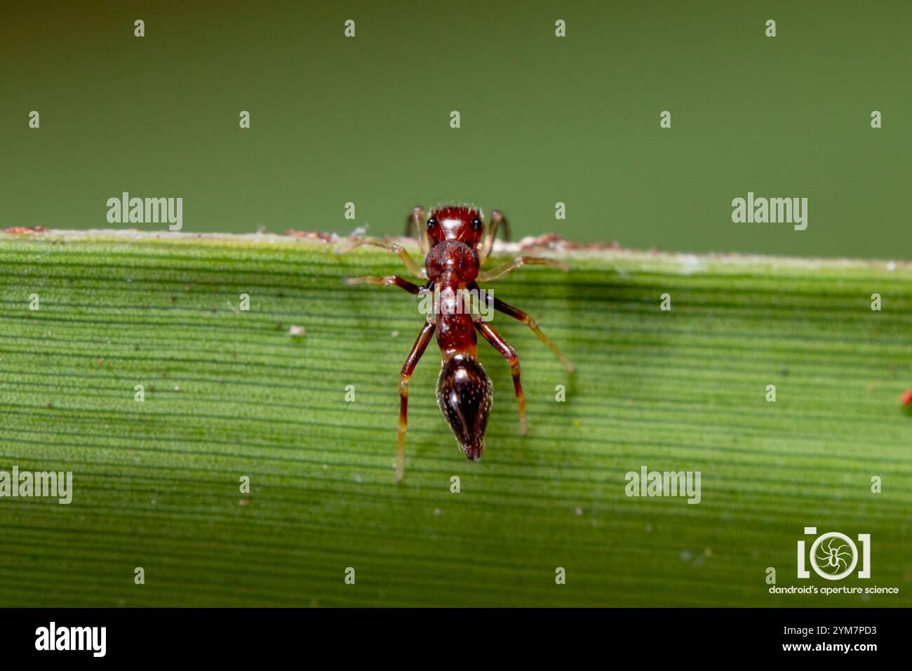 Slender Ant-mimic Jumping Spider (Synemosyna formica) Stock Photo