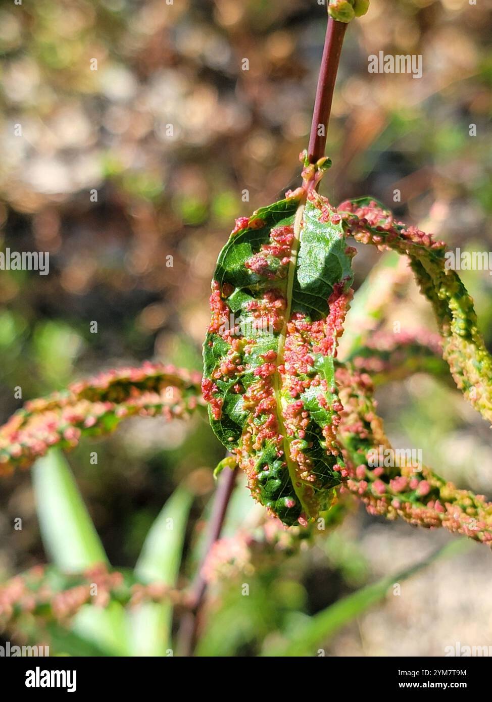 Aculus Sp Aculus hi-res stock photography and images - Alamy