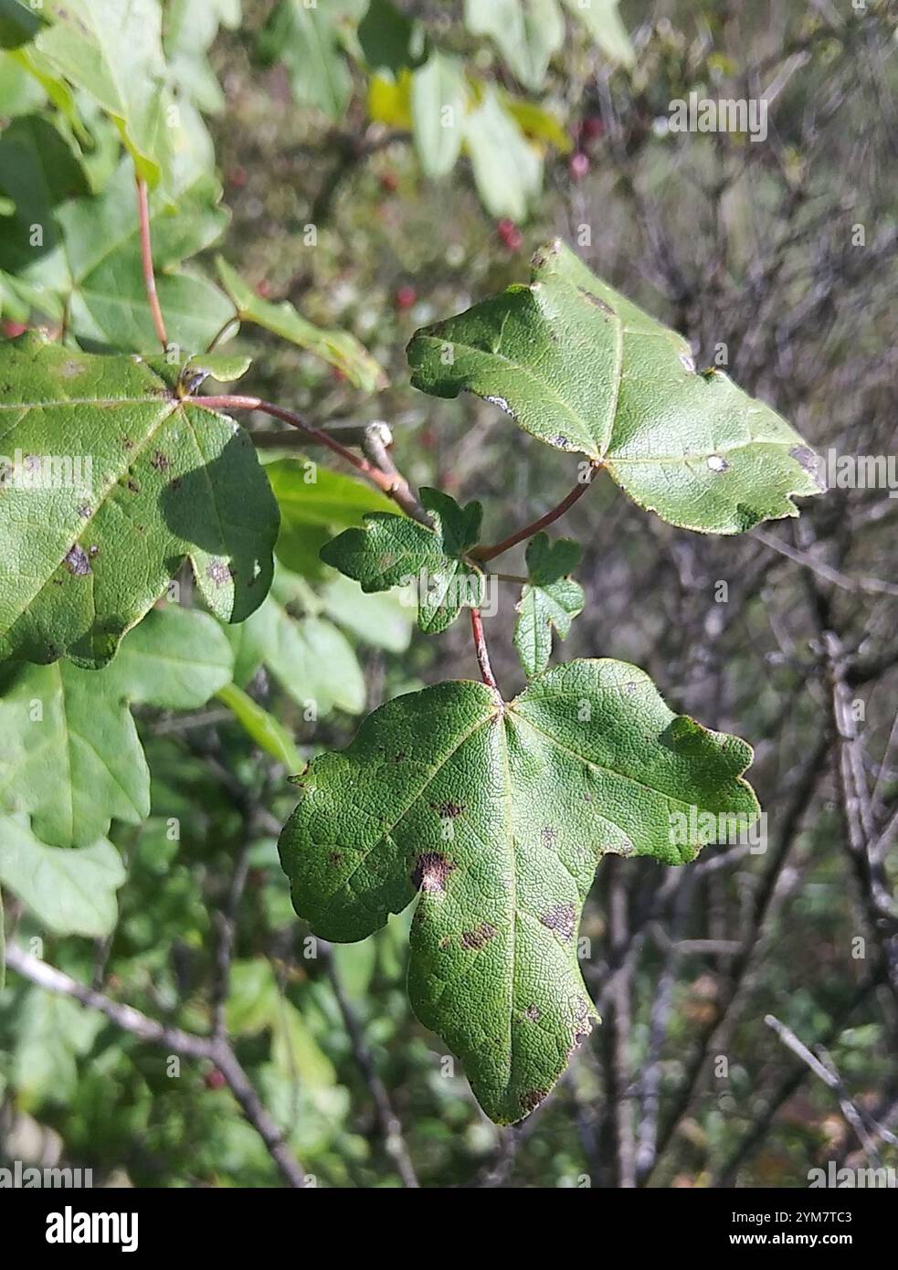 field maple (Acer campestre Stock Photo - Alamy