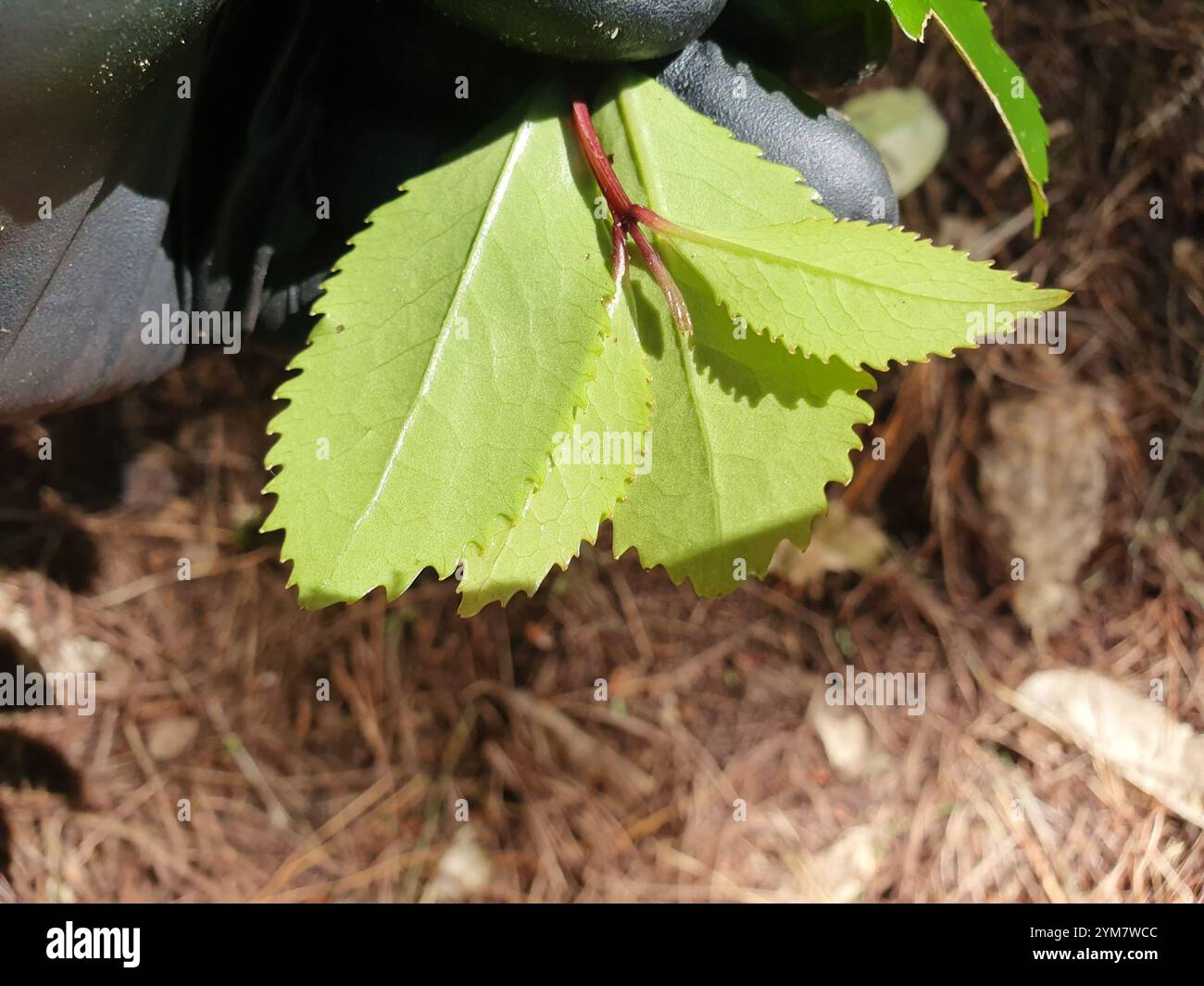 Laurelia novae zelandiae hi-res stock photography and images - Alamy