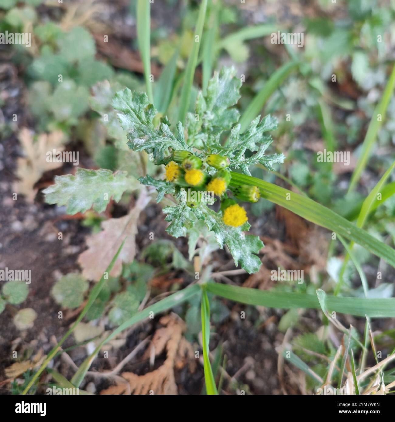 common groundsel (Senecio vulgaris Stock Photo - Alamy