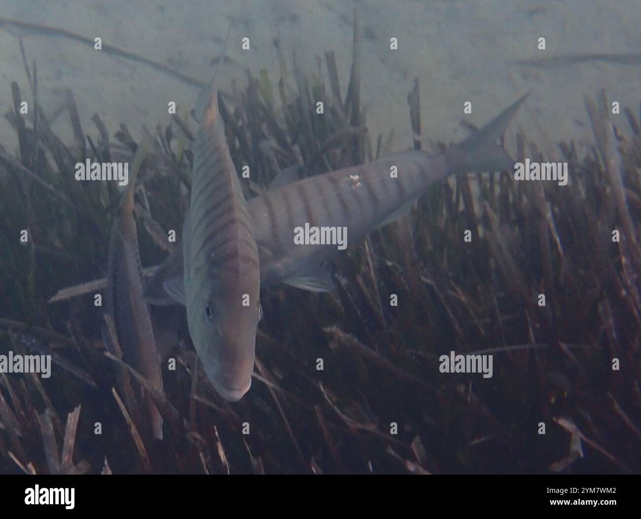 Striped Seabream (Lithognathus mormyrus) Stock Photo