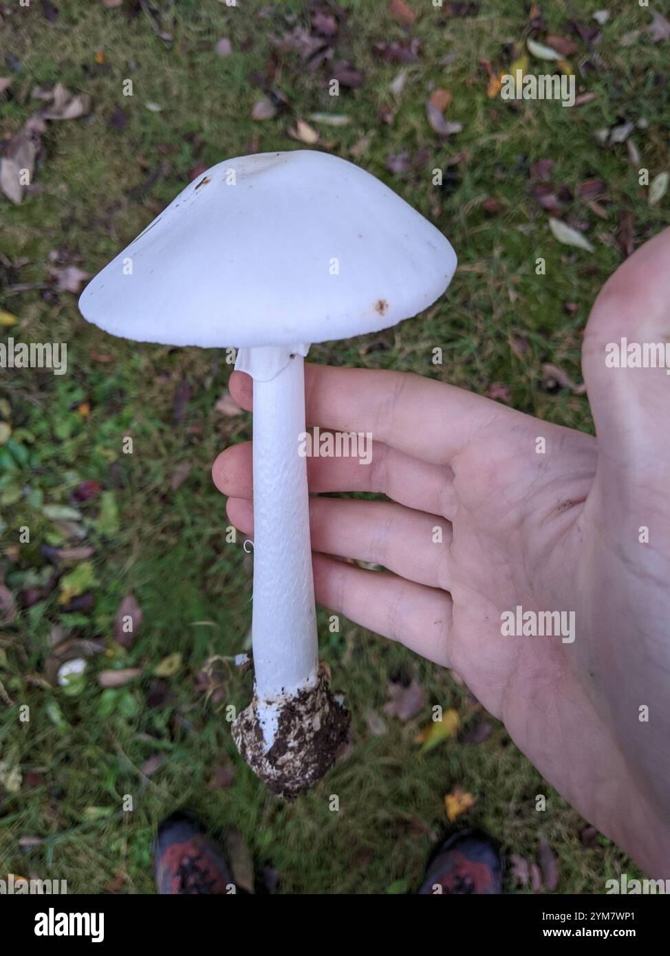 Eastern North American Destroying Angel (Amanita bisporigera Stock ...