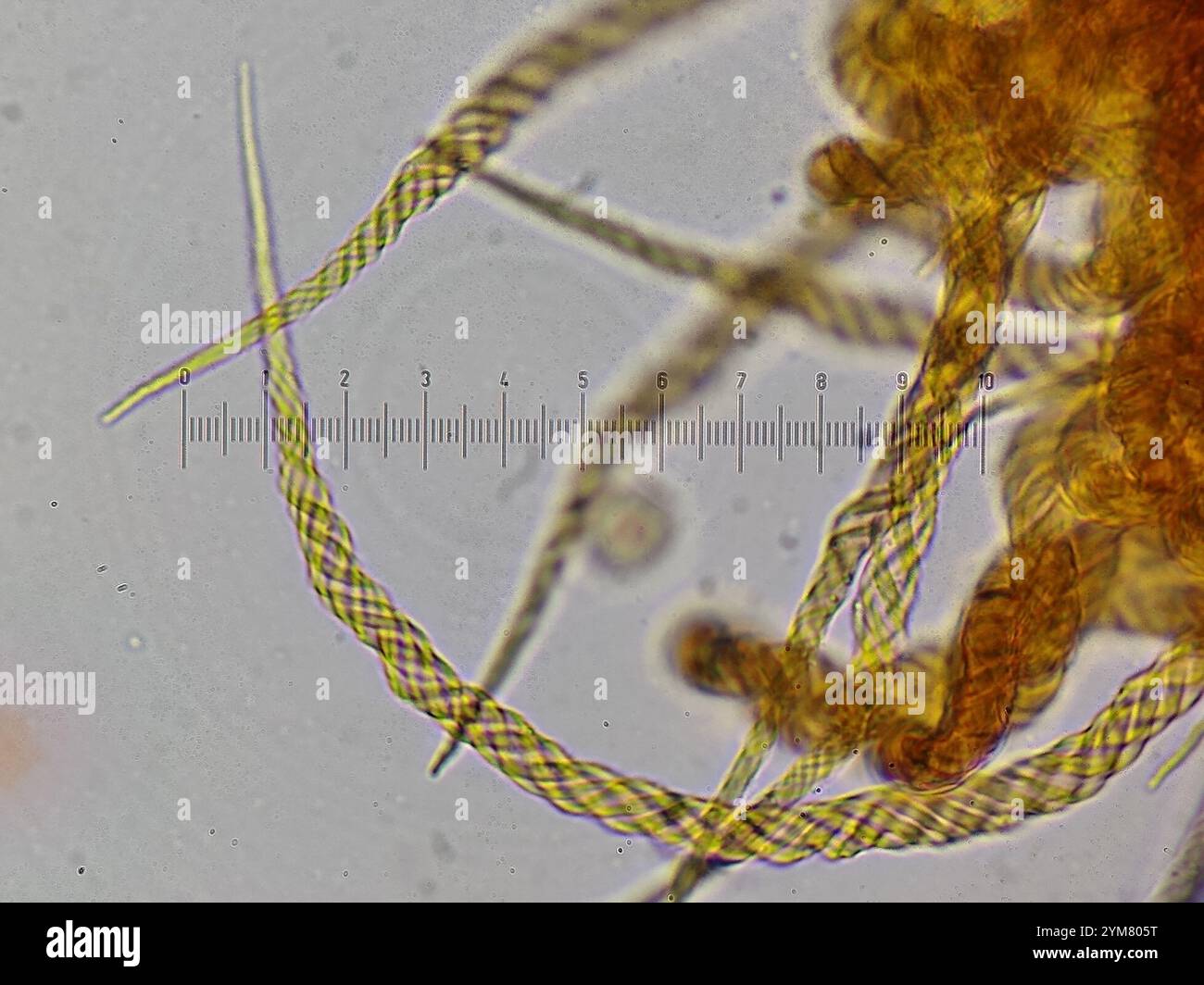 Crateriformis hi-res stock photography and images - Alamy