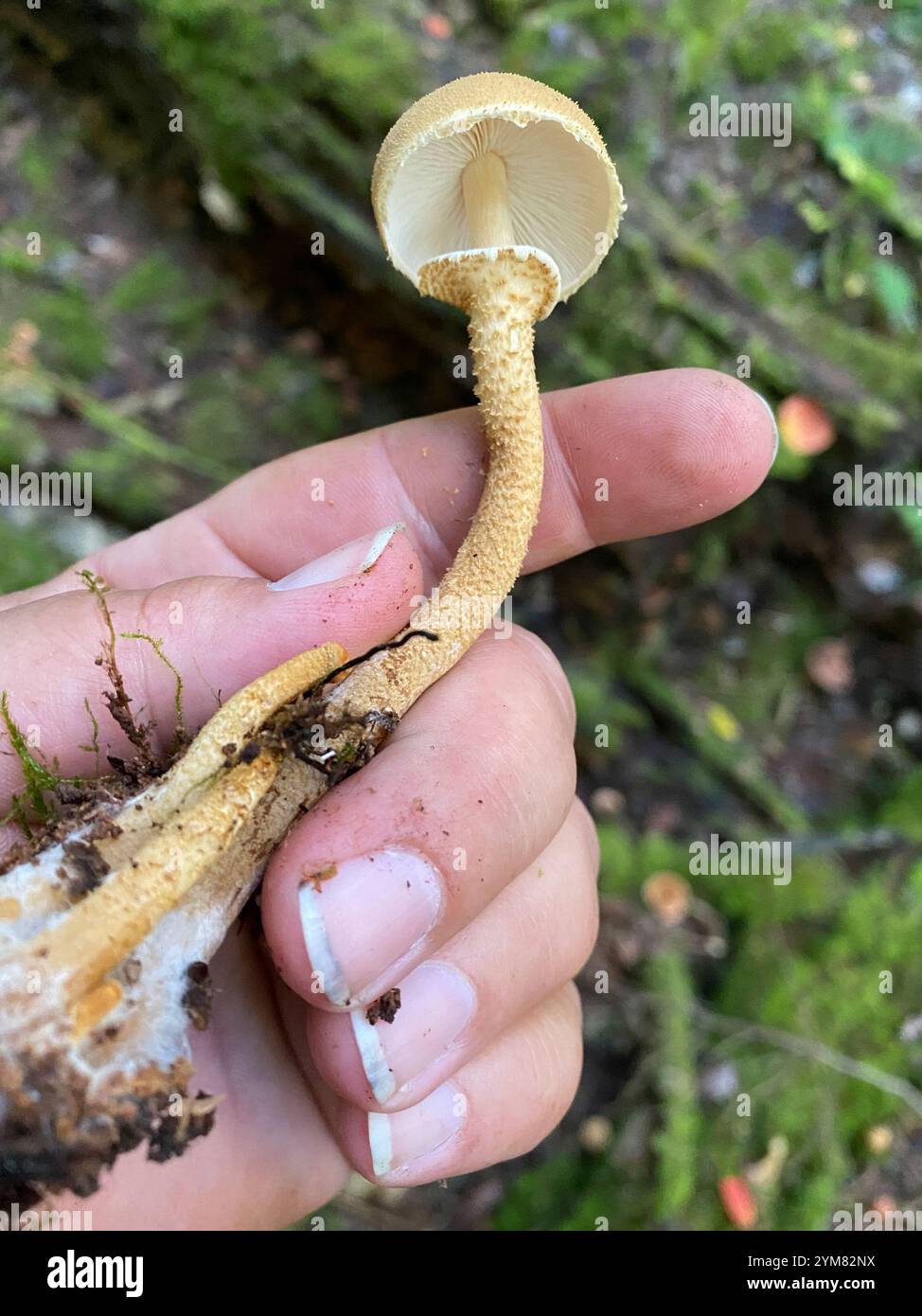 Cystoderma hi-res stock photography and images - Alamy