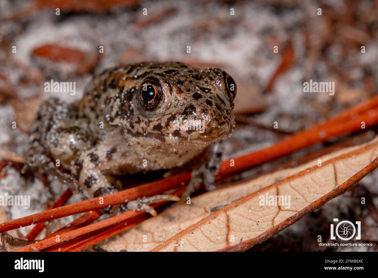 Gopher Frog (Lithobates capito Stock Photo - Alamy