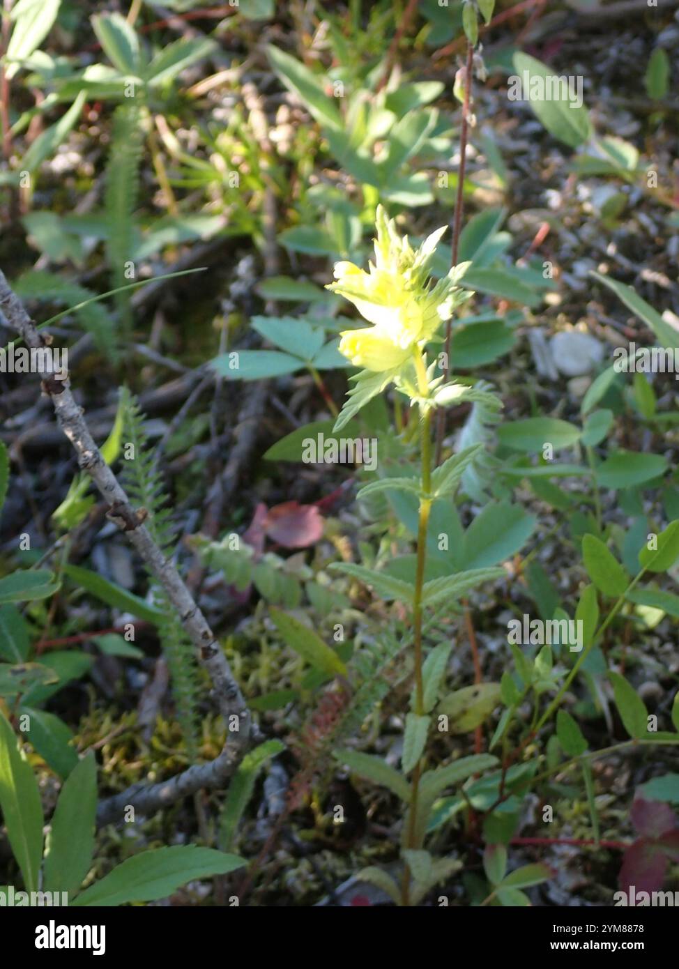 Little Yellow Rattle (Rhinanthus groenlandicus Stock Photo - Alamy