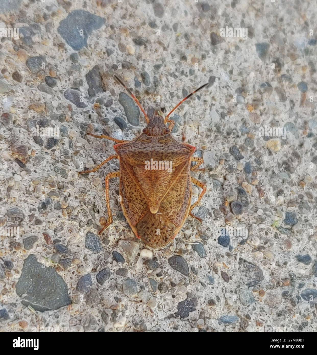 Brown Stink Bugs (Euschistus Stock Photo - Alamy