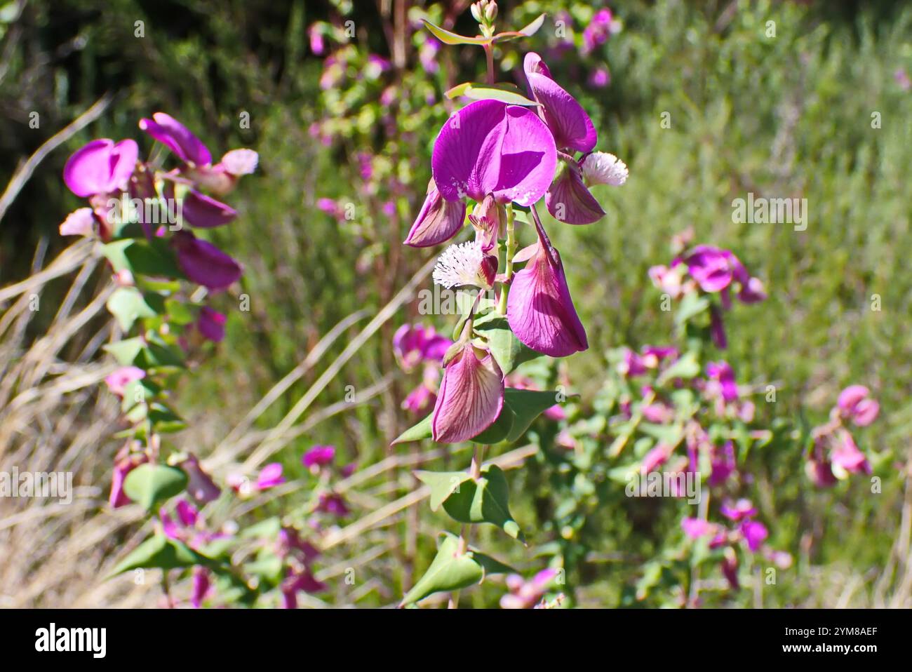 Heartleaf Falsepea (Polygala fruticosa Stock Photo - Alamy