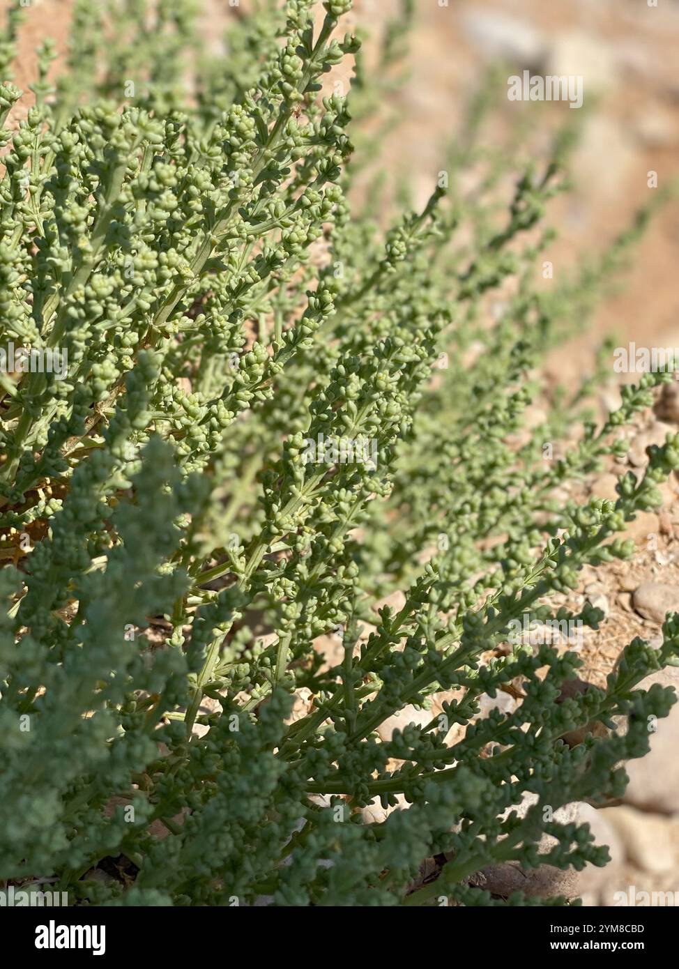 Anabasis setifera hi-res stock photography and images - Alamy