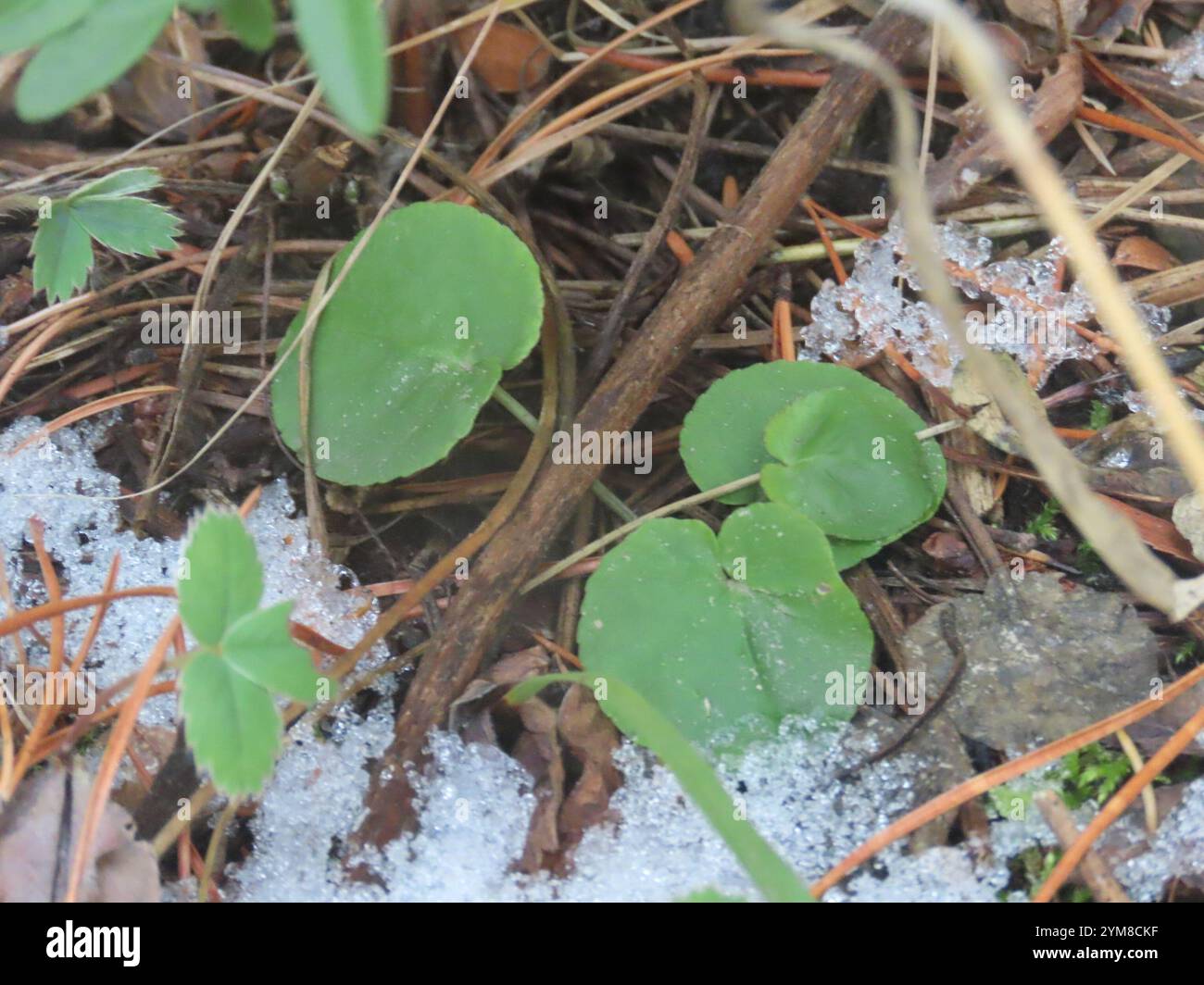 Roundleaf Violet Viola orbiculata hi-res stock photography and images - Alamy