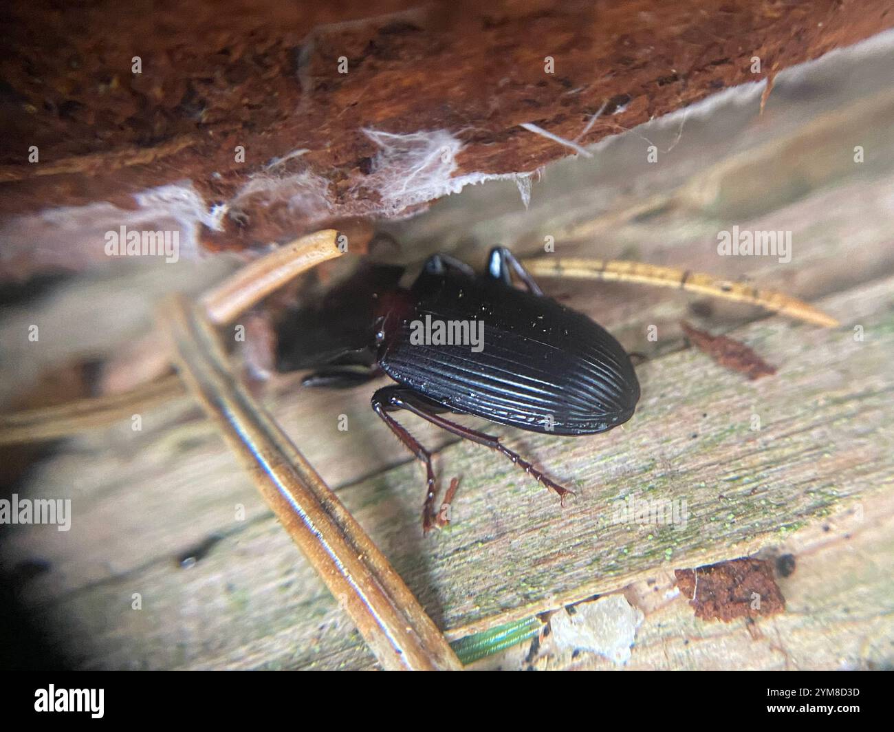 Clock Insect Blackclock Ground Beetles (Pterostichus Stock Photo - Alamy