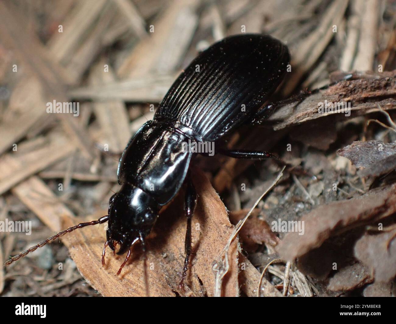 Clock Insect Blackclock Ground Beetles (Pterostichus Stock Photo - Alamy
