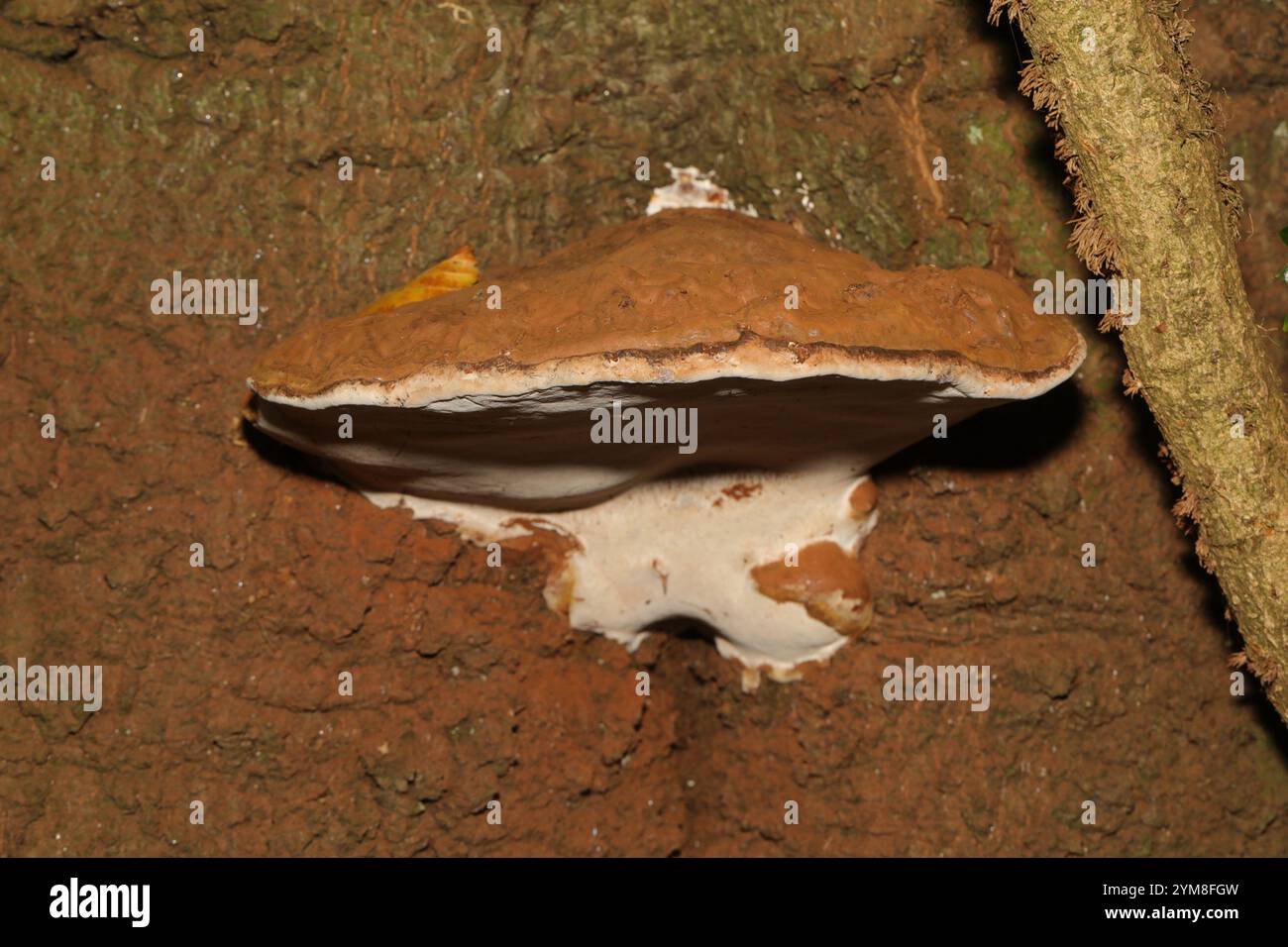 artist's bracket (Ganoderma applanatum Stock Photo - Alamy