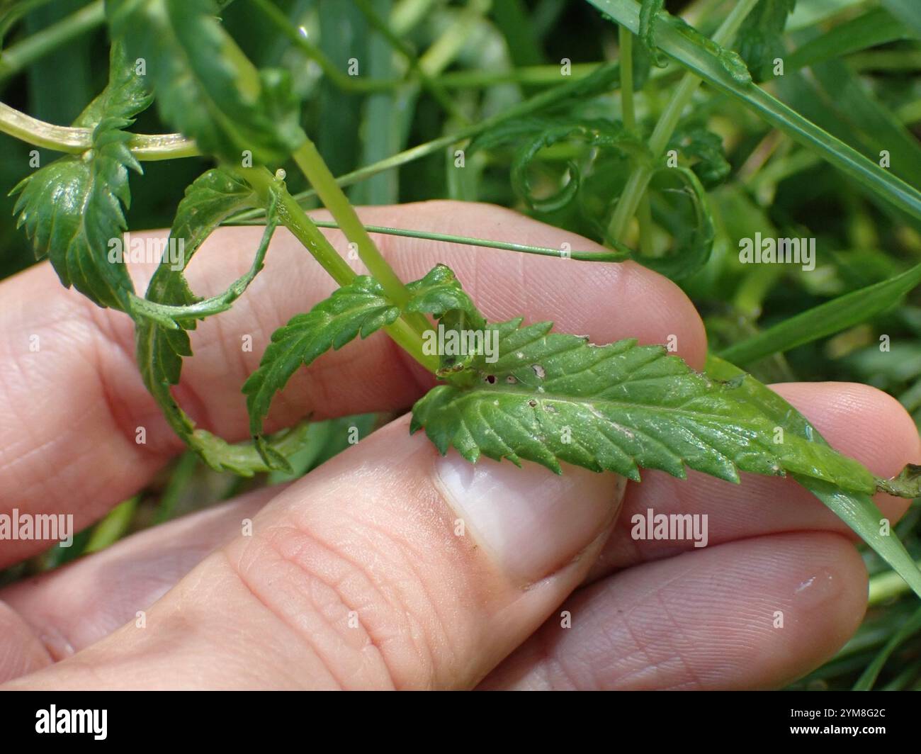 Little Yellow Rattle (Rhinanthus groenlandicus Stock Photo - Alamy