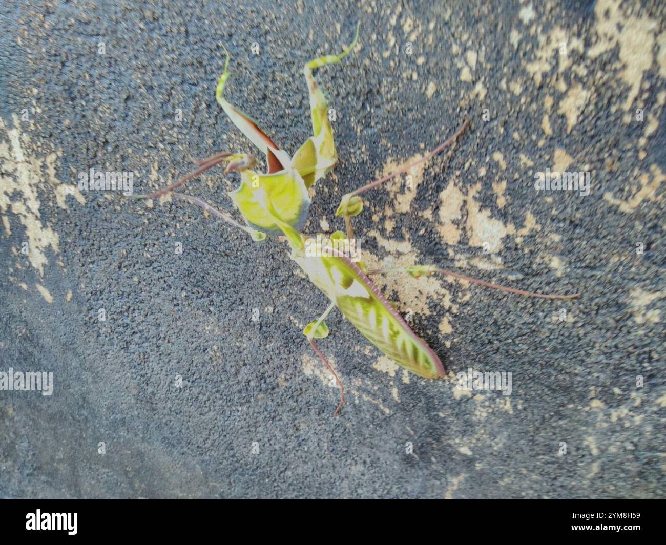 Devil’s flower mantis hi-res stock photography and images - Alamy