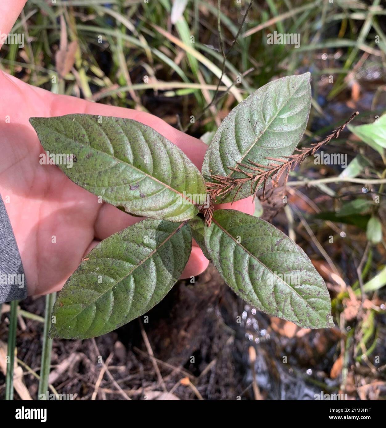 buttonbush (Cephalanthus occidentalis Stock Photo - Alamy