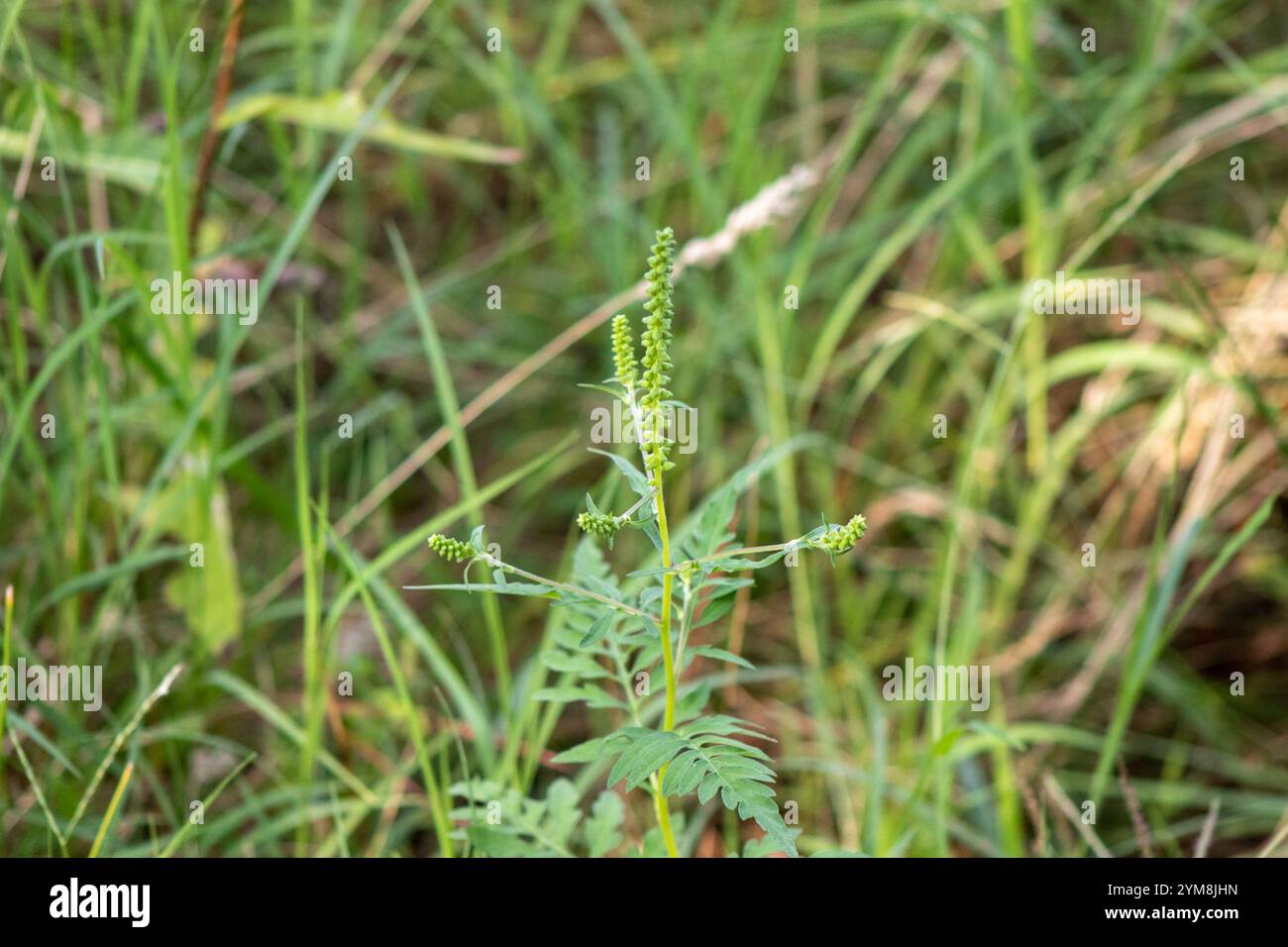 common ragweed (Ambrosia artemisiifolia Stock Photo - Alamy