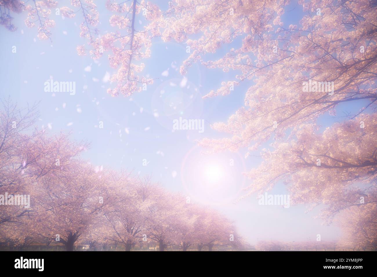 Cherry blossoms in full bloom and blue sky Stock Photo - Alamy