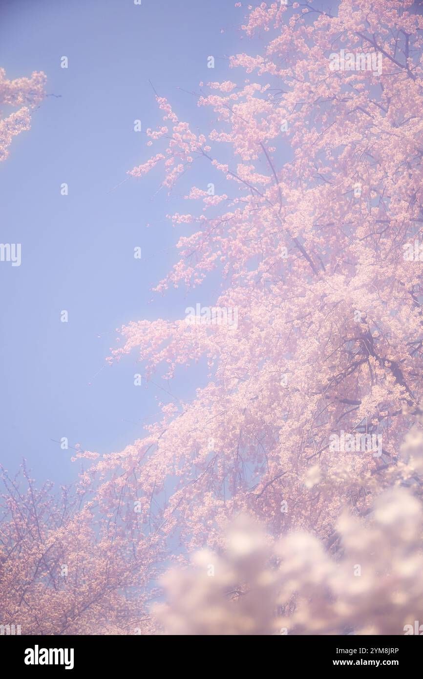 Cherry blossoms in full bloom and blue sky Stock Photo - Alamy
