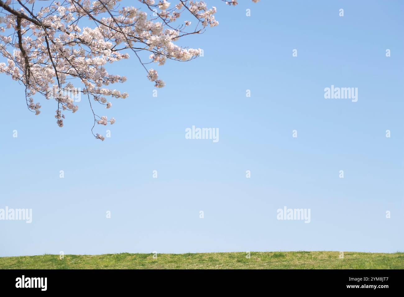 Big sky cherry blossom hi res stock photography and images Alamy