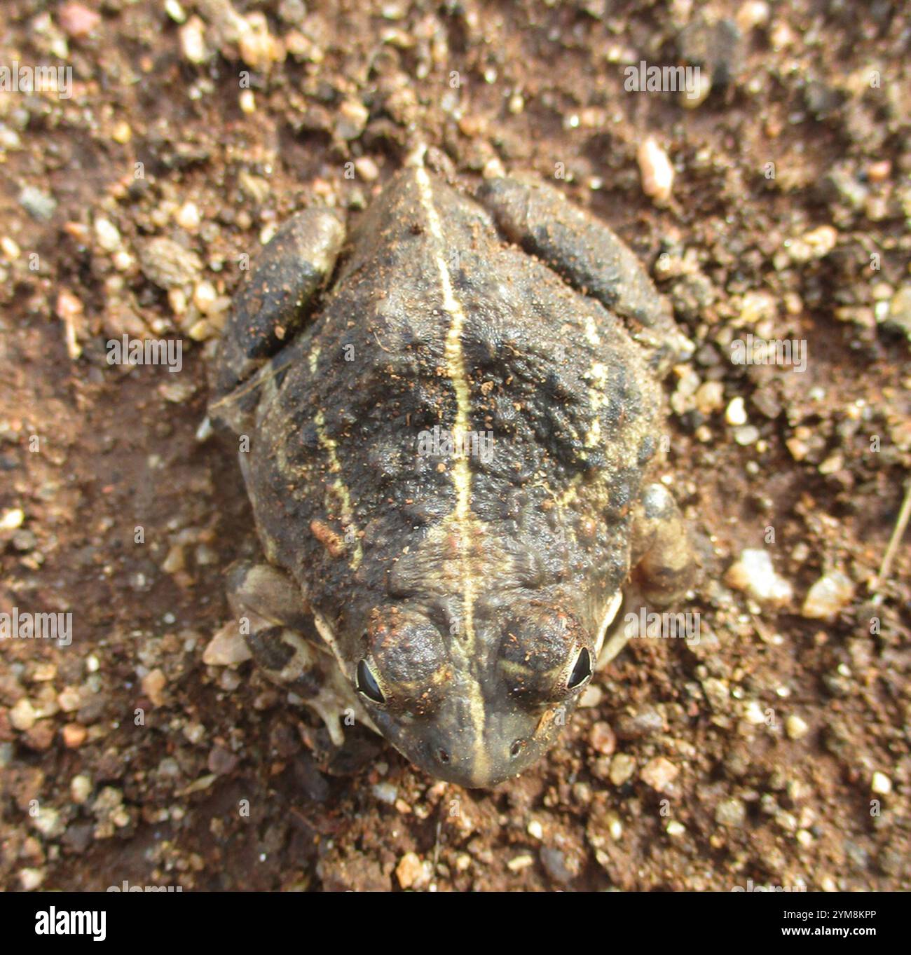 Frogs and Toads (Anura Stock Photo - Alamy