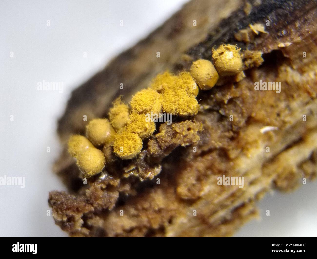 Crateriformis hi-res stock photography and images - Alamy